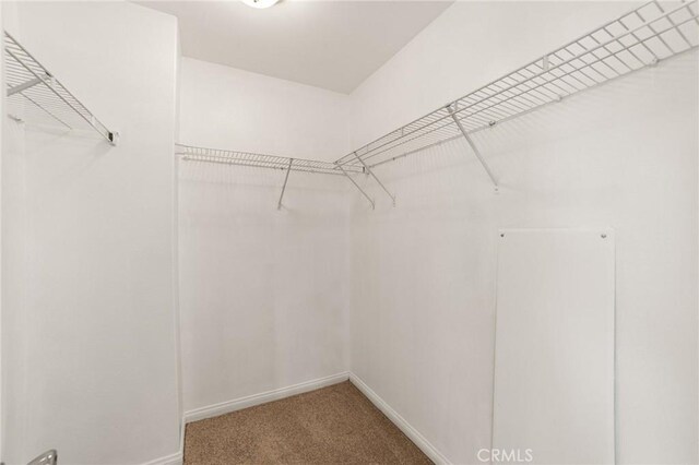 spacious closet featuring carpet flooring