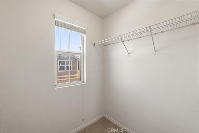 walk in closet with carpet floors