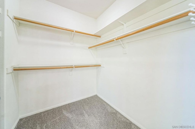 spacious closet featuring carpet