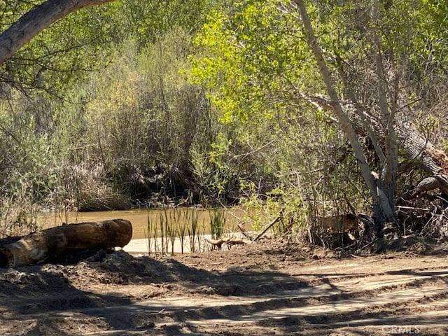 view of local wilderness