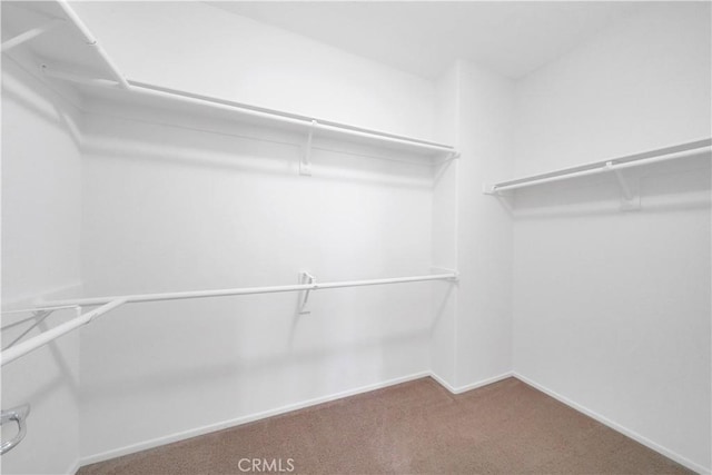 spacious closet featuring carpet