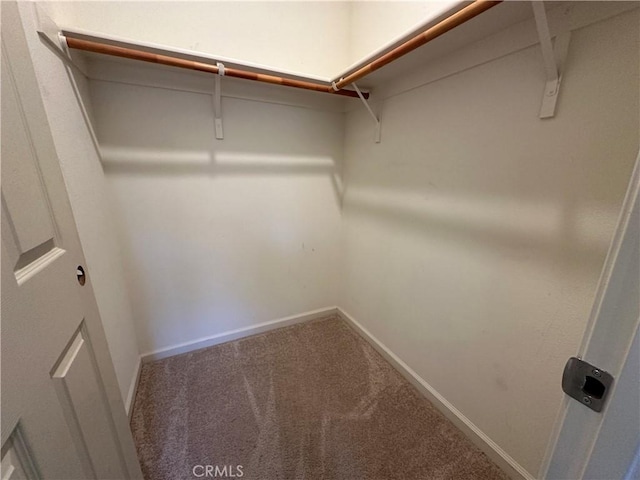 spacious closet featuring carpet floors