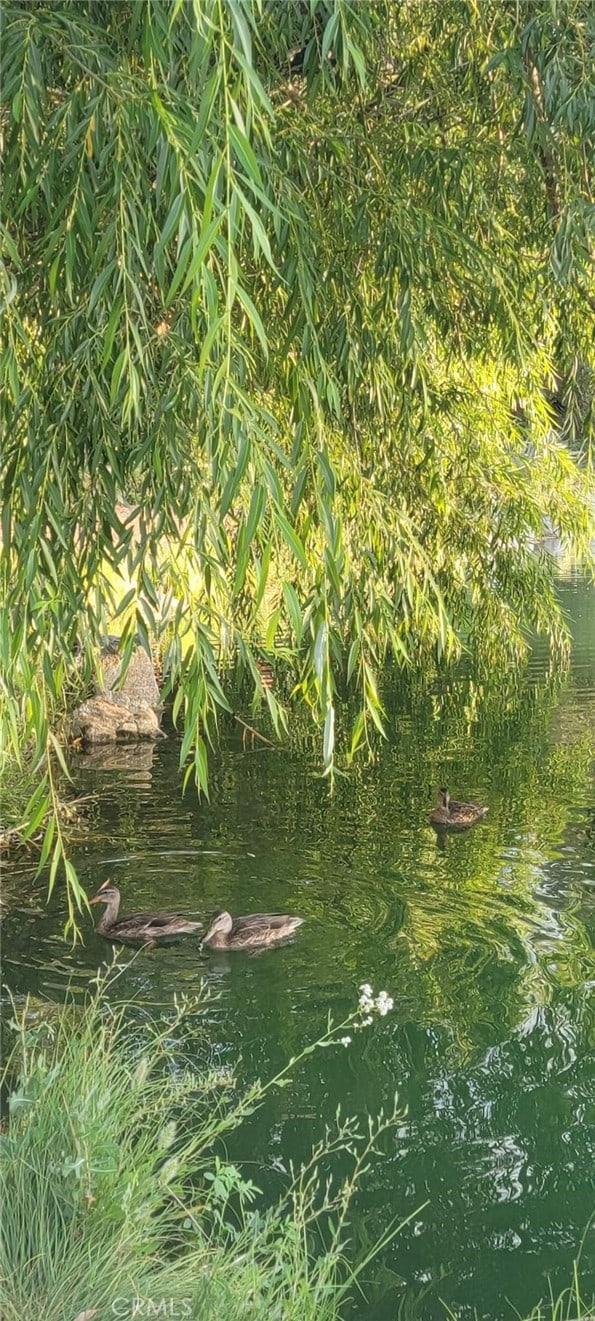 view of local wilderness