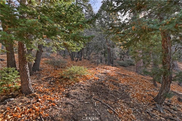 view of local wilderness