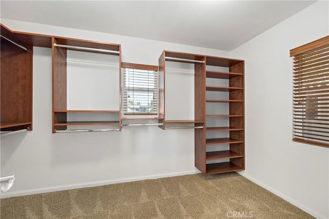 spacious closet featuring carpet flooring