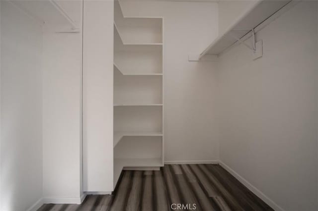 spacious closet featuring dark hardwood / wood-style floors