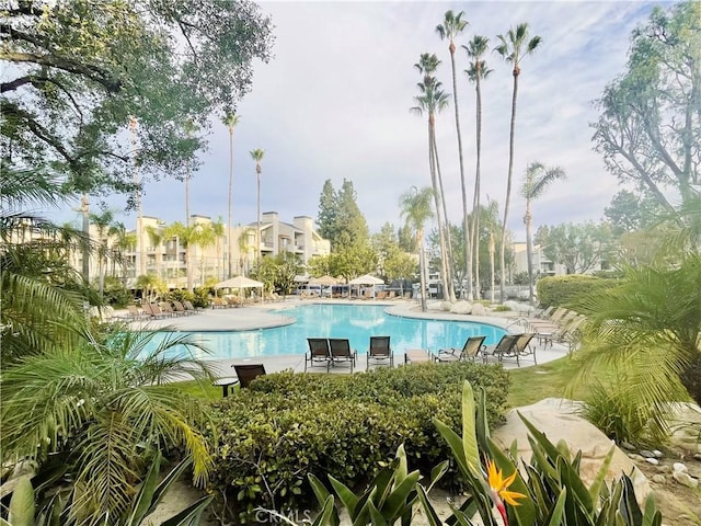 view of pool featuring a patio area