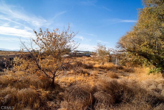 view of local wilderness