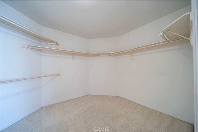 walk in closet with carpet flooring