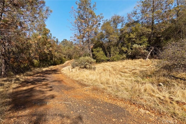 view of local wilderness