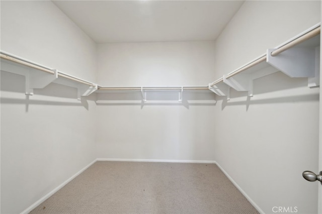 spacious closet with carpet