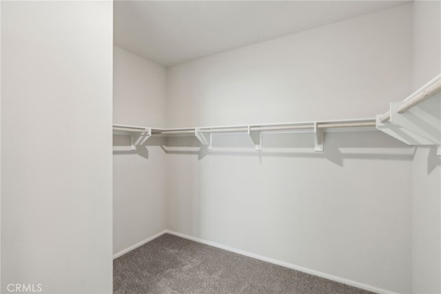 spacious closet with carpet flooring