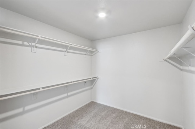 walk in closet featuring carpet flooring