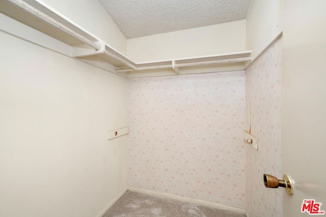 spacious closet featuring carpet floors