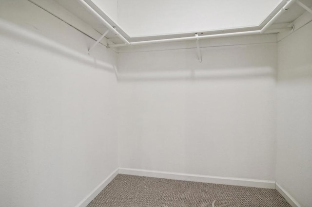 spacious closet featuring carpet flooring