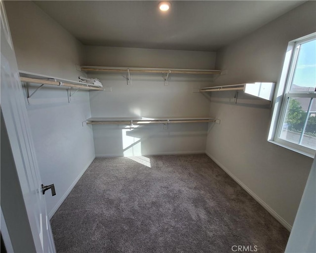 spacious closet featuring carpet floors