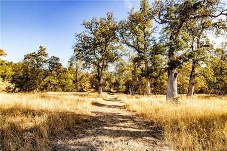 view of local wilderness