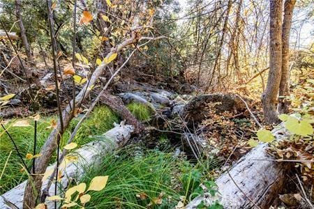 view of local wilderness