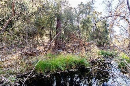 view of local wilderness