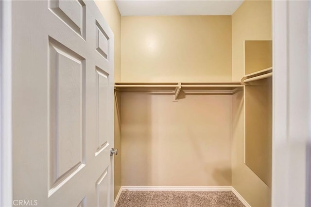 walk in closet with carpet floors