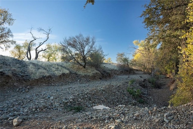 view of local wilderness