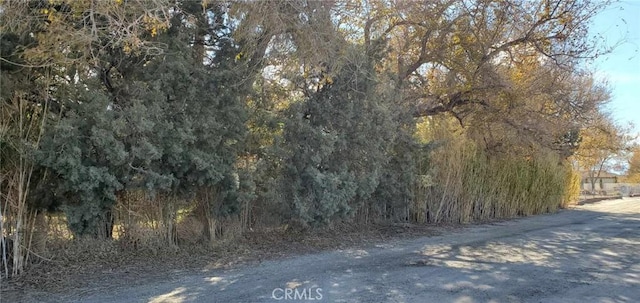 view of local wilderness