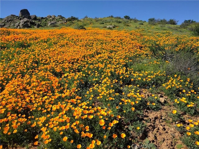 view of local wilderness