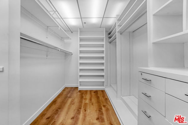 spacious closet with a drop ceiling and light hardwood / wood-style floors