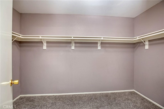 walk in closet with carpet floors