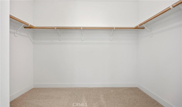 spacious closet featuring carpet floors