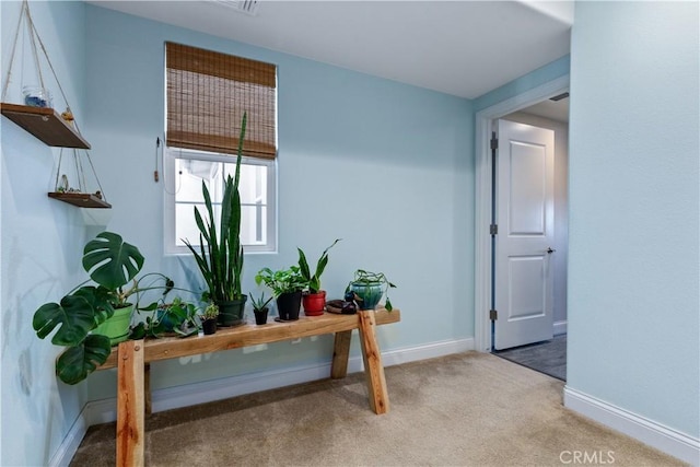 office featuring carpet floors