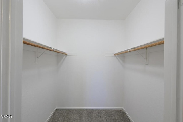 walk in closet with carpet floors