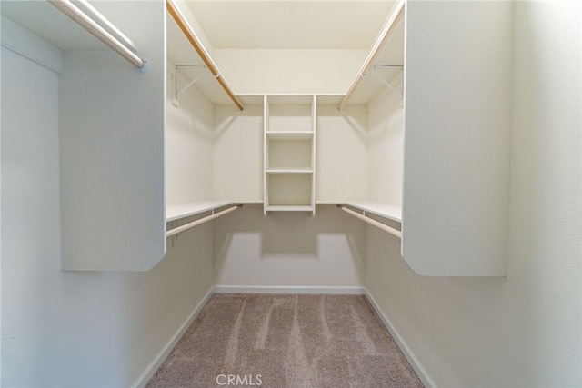 spacious closet featuring light colored carpet