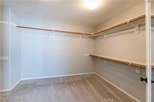 spacious closet featuring carpet floors