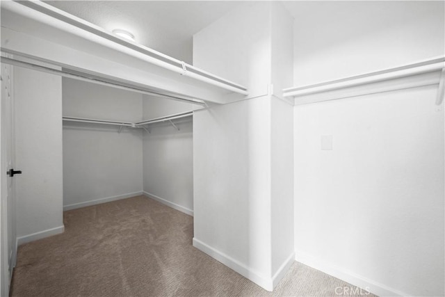 walk in closet with carpet flooring