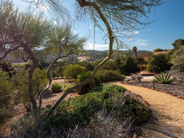31340 Cottontail Ln, Bonsall, CA 92003 - view of yard