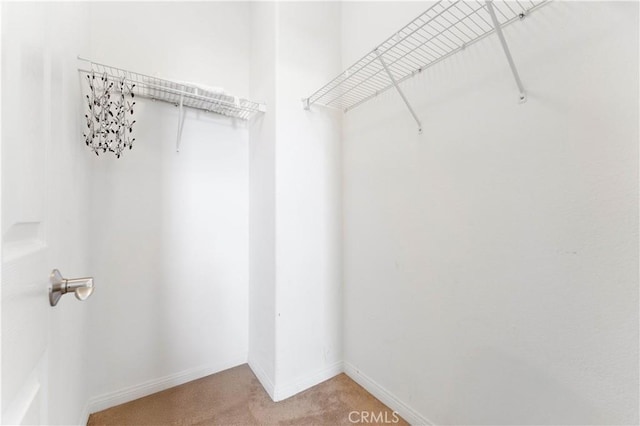 spacious closet featuring carpet floors