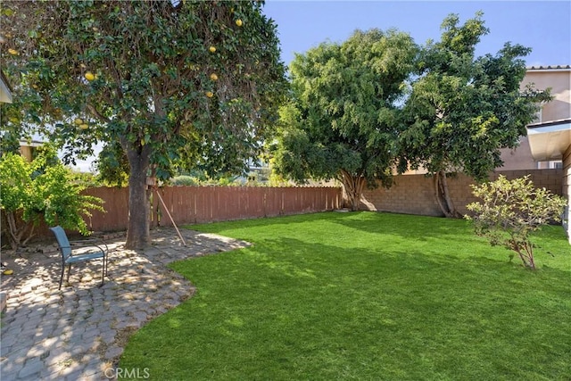 view of yard featuring a patio area