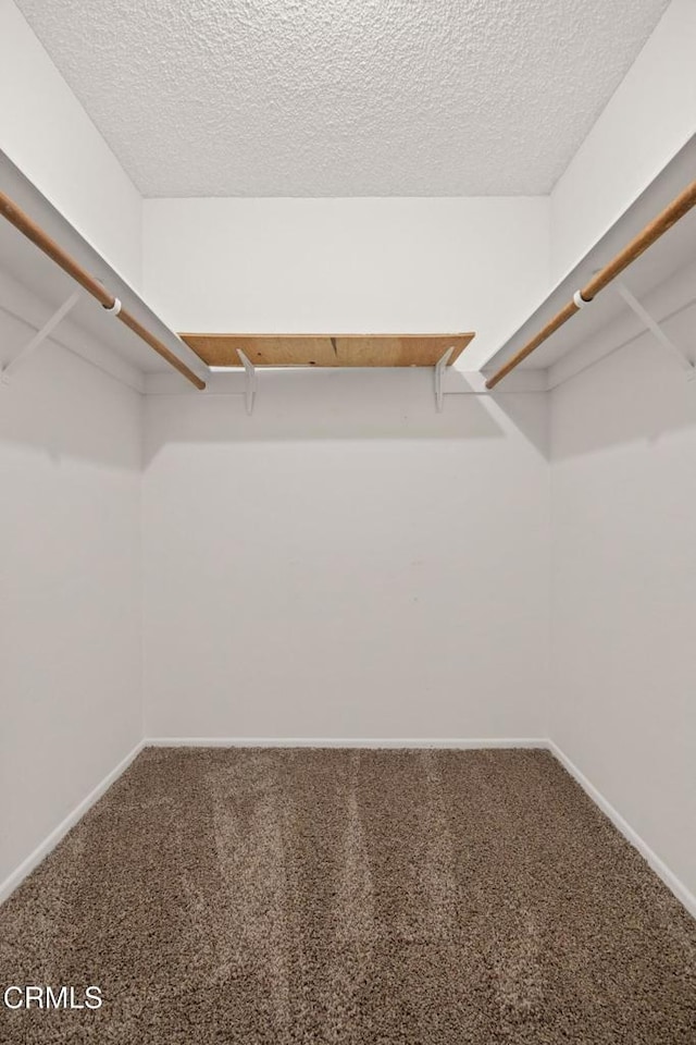 spacious closet featuring carpet flooring