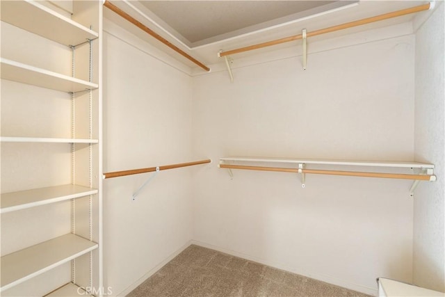 spacious closet featuring carpet