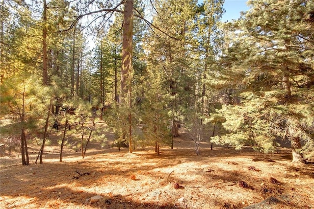 view of local wilderness