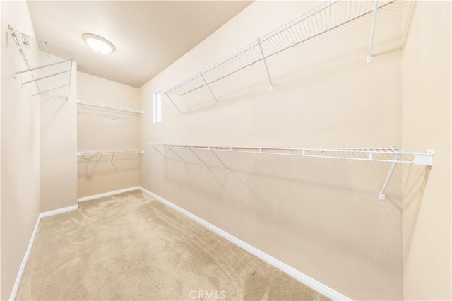 walk in closet featuring carpet flooring