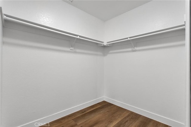 spacious closet featuring dark hardwood / wood-style floors