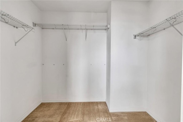 spacious closet featuring carpet flooring