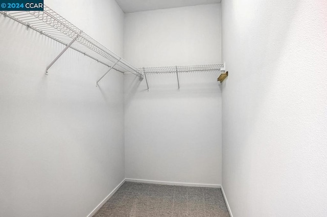 walk in closet with carpet floors