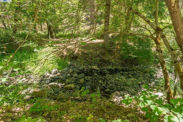 view of local wilderness