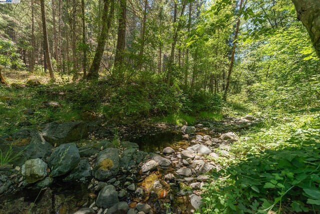 view of local wilderness