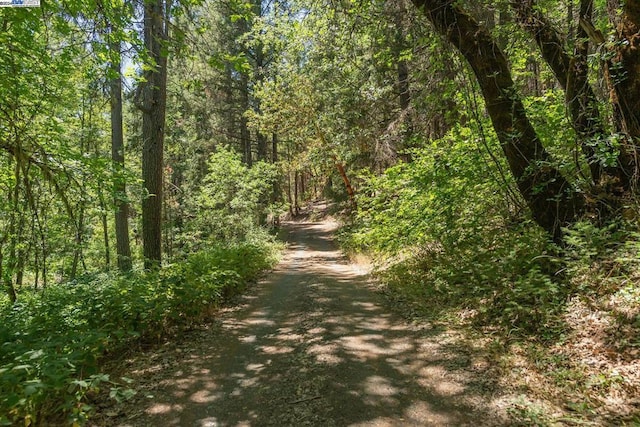 view of local wilderness