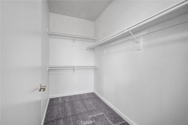 walk in closet featuring carpet flooring