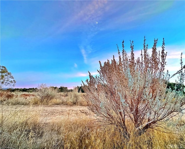 view of local wilderness